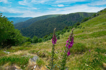 LA PERLE DES VOSGES Muhlbach-sur-Munster